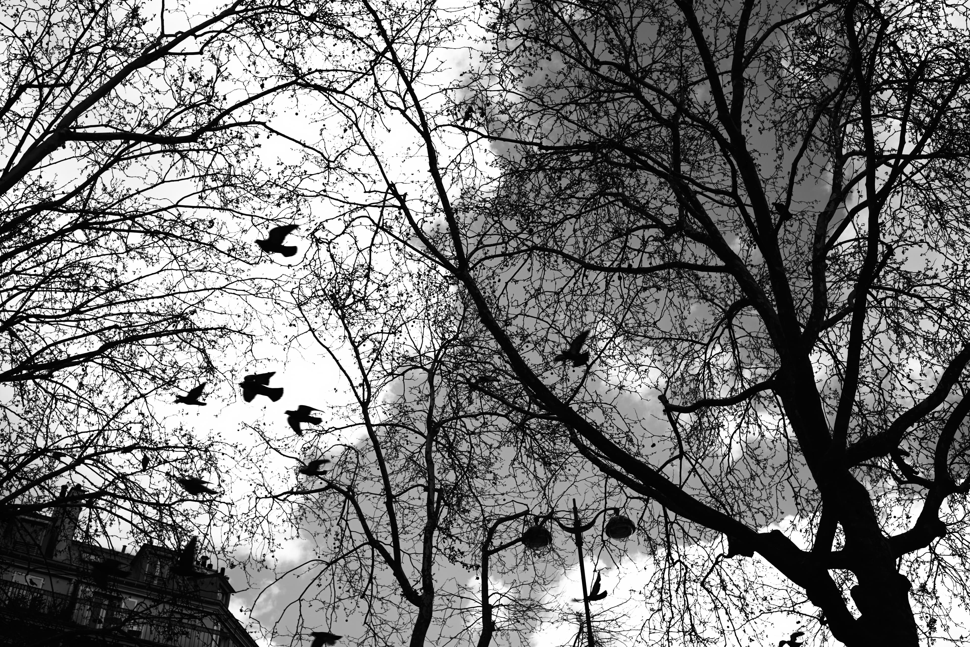 paris monochrome — photo 15